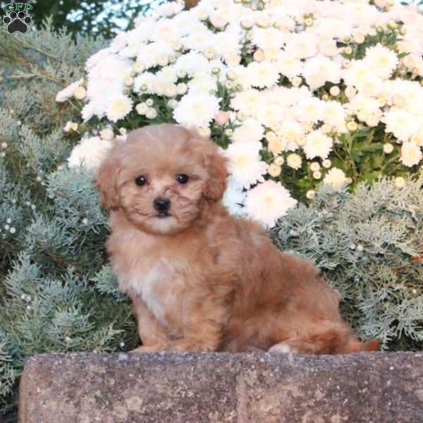 Dora, Forever Puppy